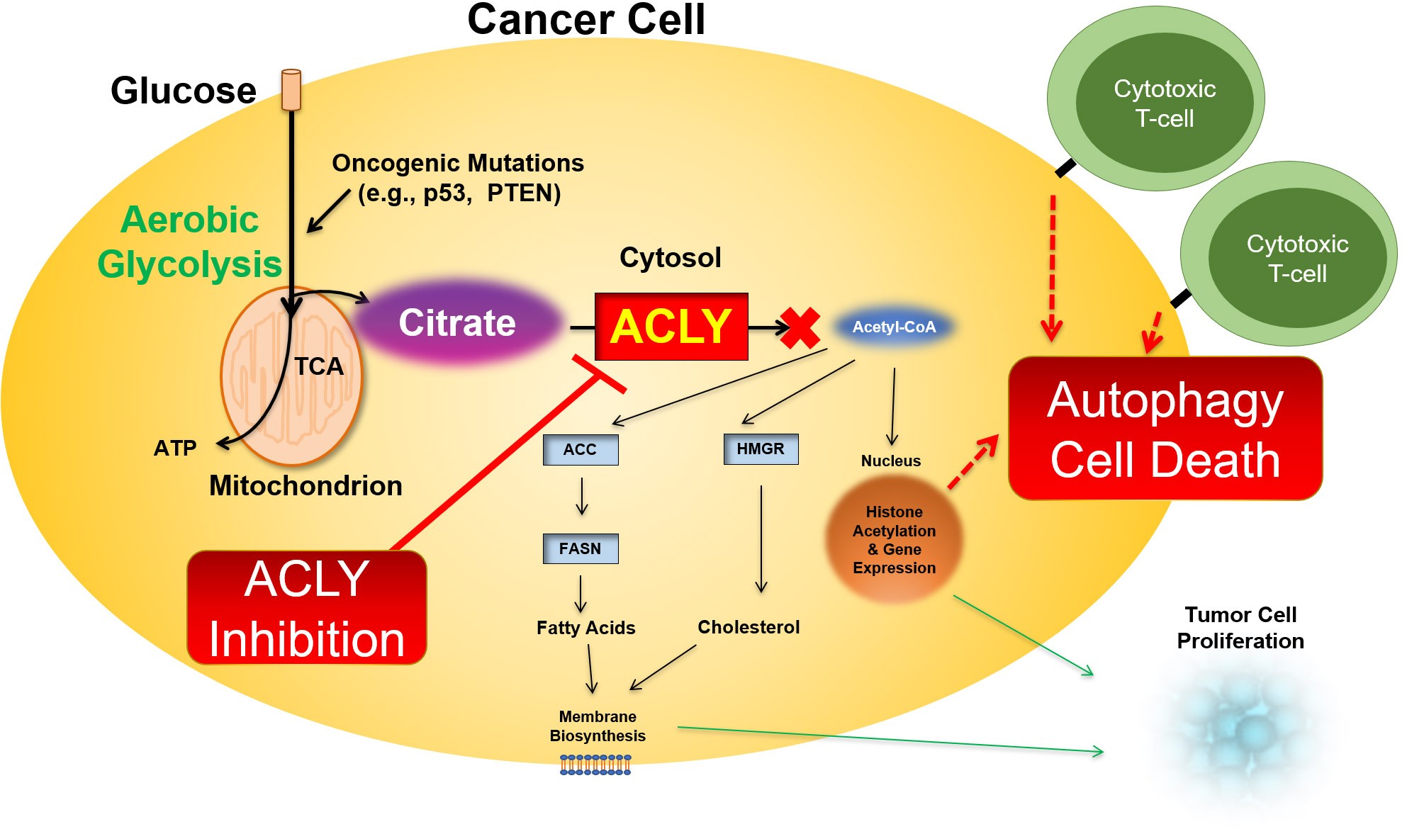 The Effects of ACLY Inhibition on Cancer Metabolism